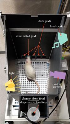 General Anesthesia Does Not Have Persistent Effects on Attention in Rodents